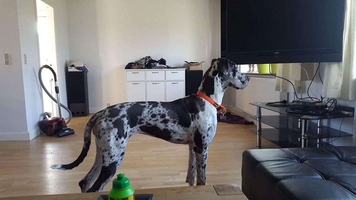 Grand danois diesel billede 5