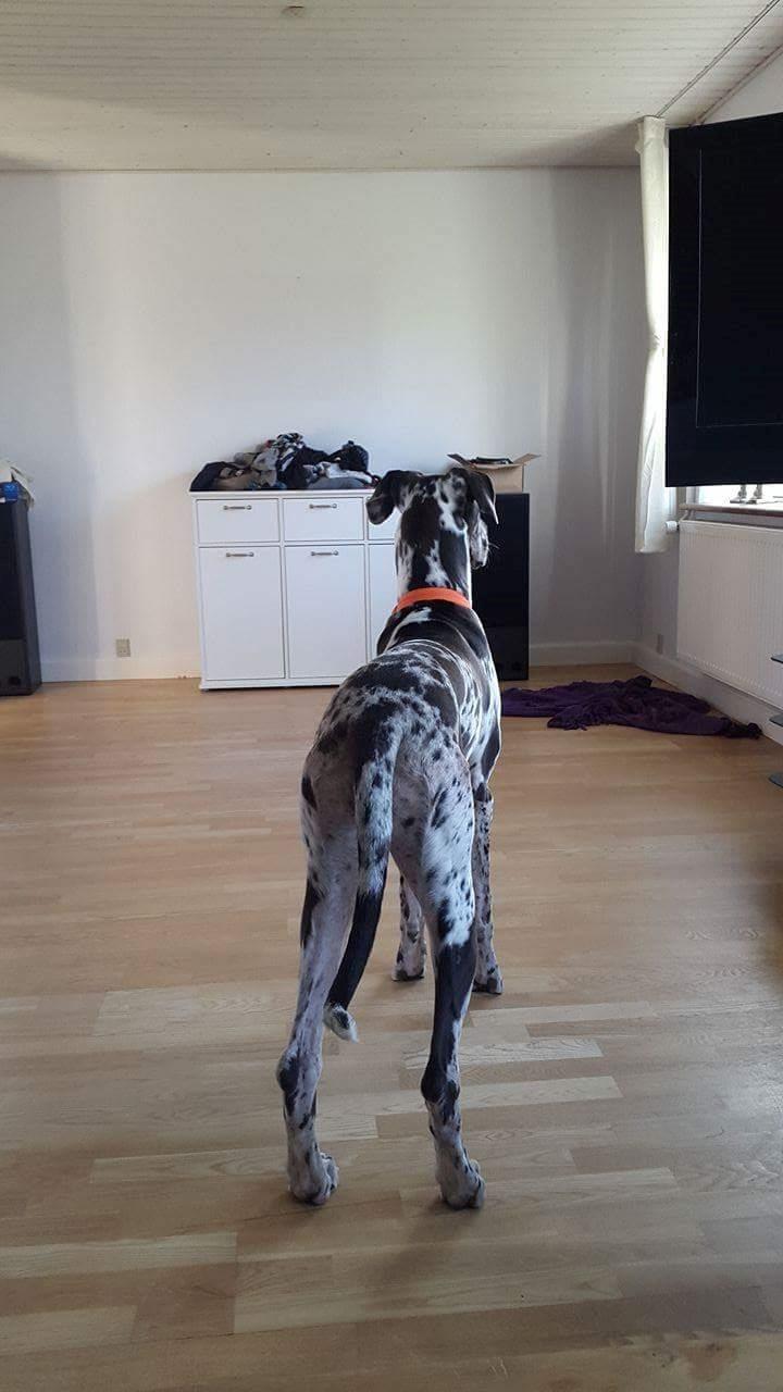 Grand danois diesel billede 6