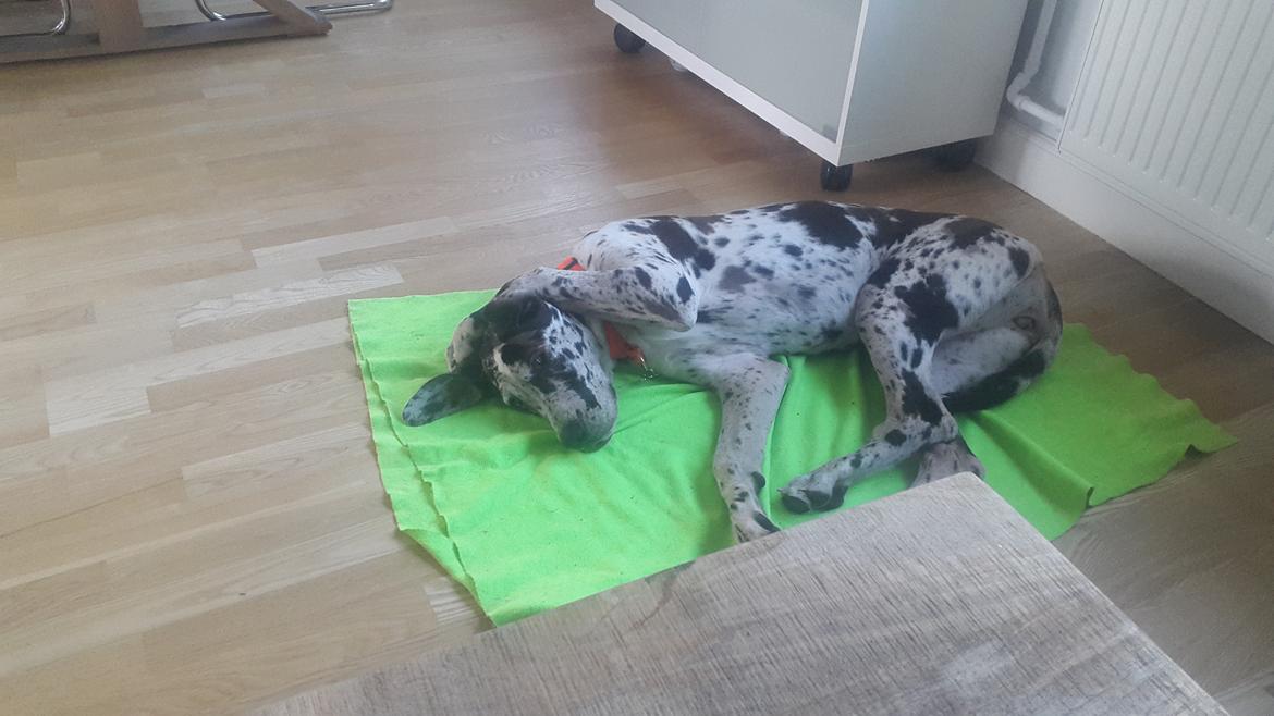 Grand danois diesel billede 7