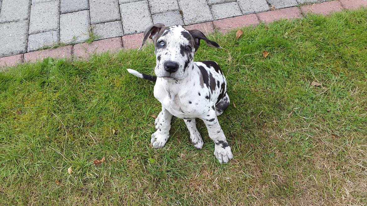 Grand danois diesel - Her er hun 10 uger gammel billede 8