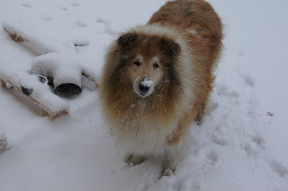 Collie langhåret Ozzy ( Himmel hund ) billede 1