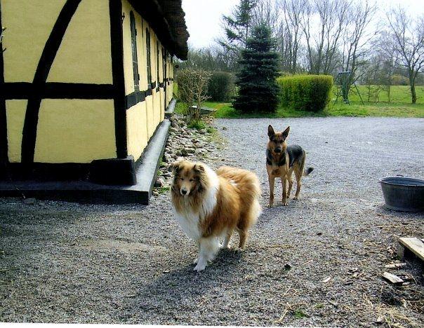 Collie langhåret Ozzy ( Himmel hund ) billede 5