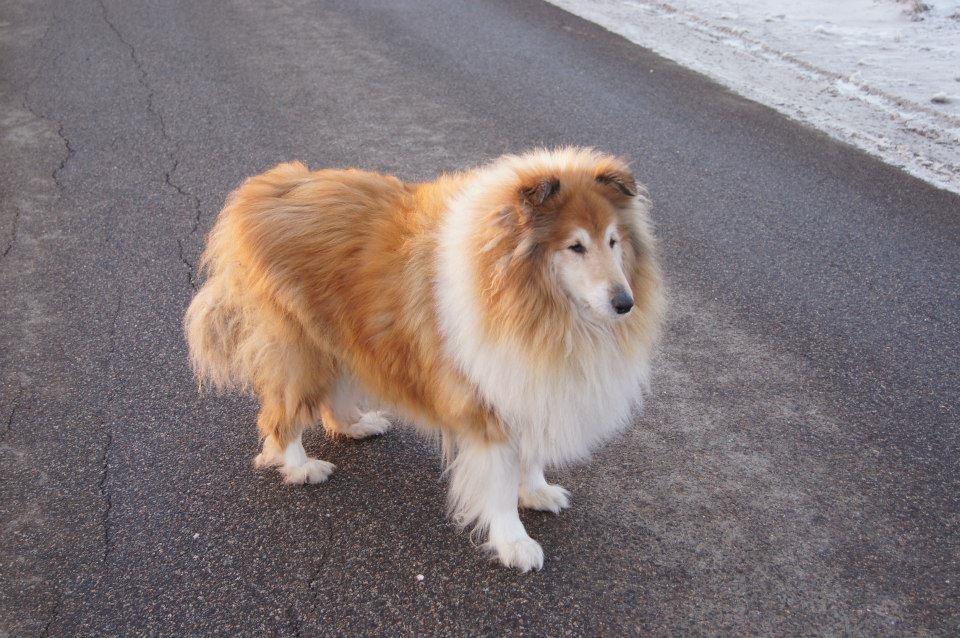 Collie langhåret Ozzy ( Himmel hund ) billede 4