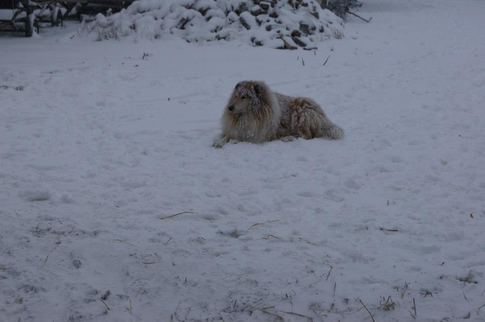 Collie langhåret Ozzy ( Himmel hund ) billede 2