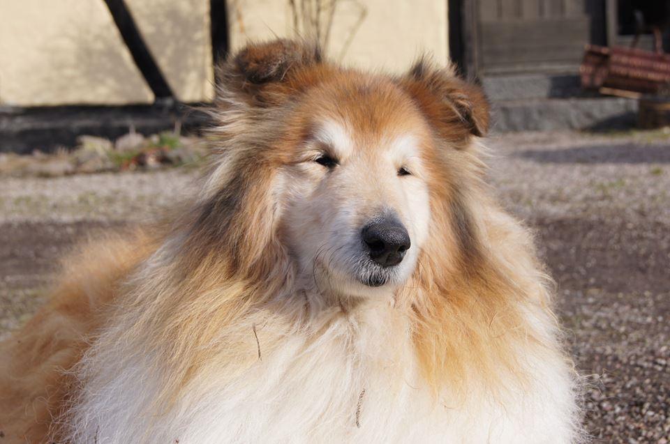 Collie langhåret Ozzy ( Himmel hund ) billede 3