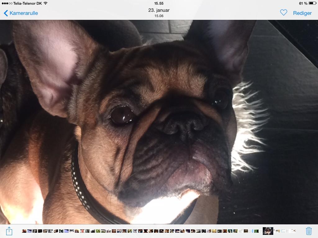 Fransk bulldog Emma - emma billede 3