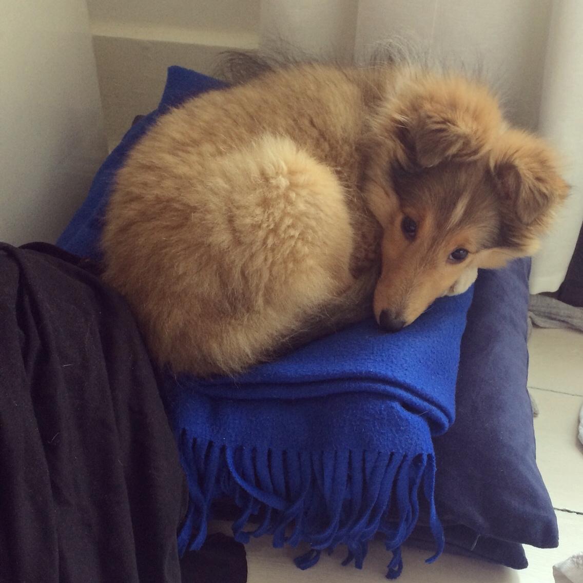 Shetland sheepdog Canto - Prinsen på ærten :-) billede 20