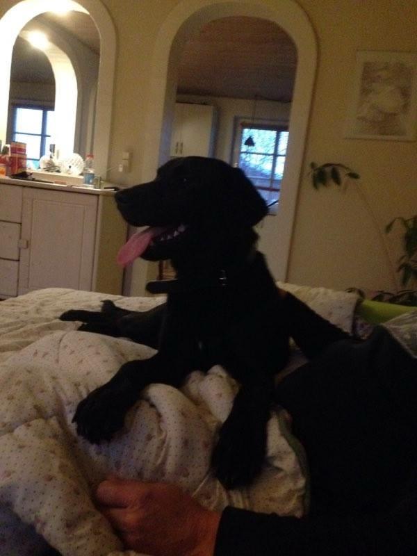 Labrador retriever Charlie billede 1