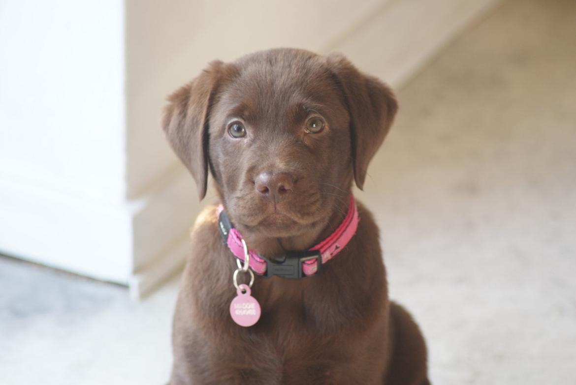Labrador retriever Maddie - en af de første uger i mit nye hjem billede 1