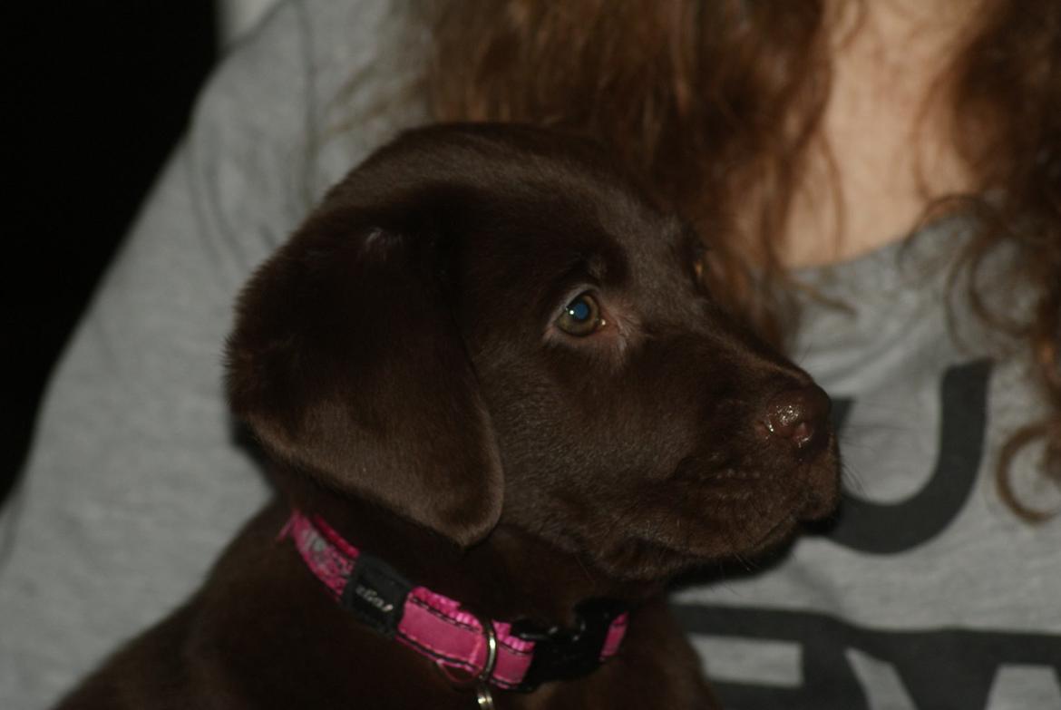 Labrador retriever Maddie billede 3