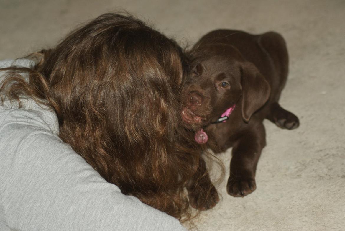 Labrador retriever Maddie billede 4