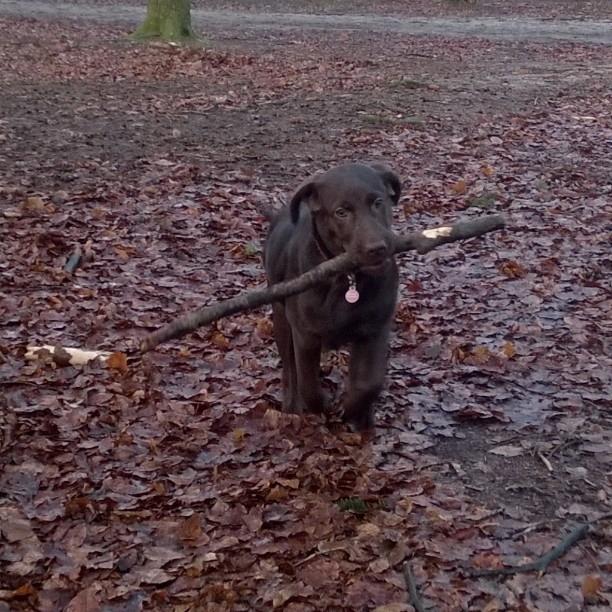 Labrador retriever Maddie - se hvad jeg har fundet  billede 8