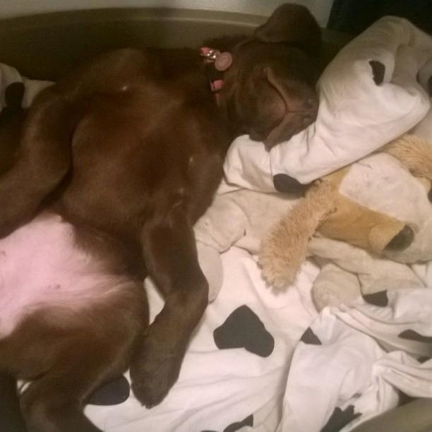Labrador retriever Maddie - det er så hårdt at være hvalp billede 10