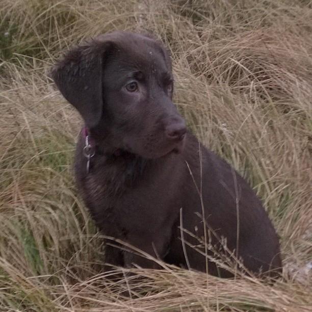 Labrador retriever Maddie billede 11