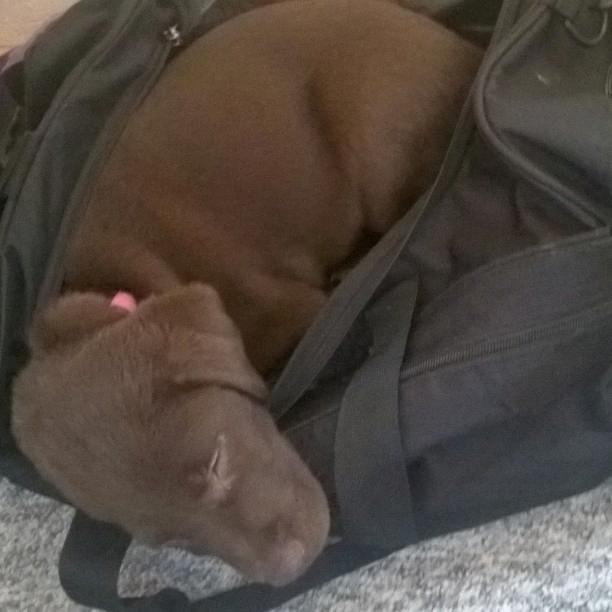 Labrador retriever Maddie - far må ikke sejle uden mig <3 billede 12