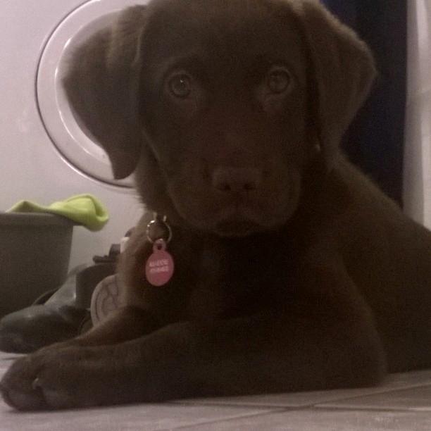 Labrador retriever Maddie billede 13