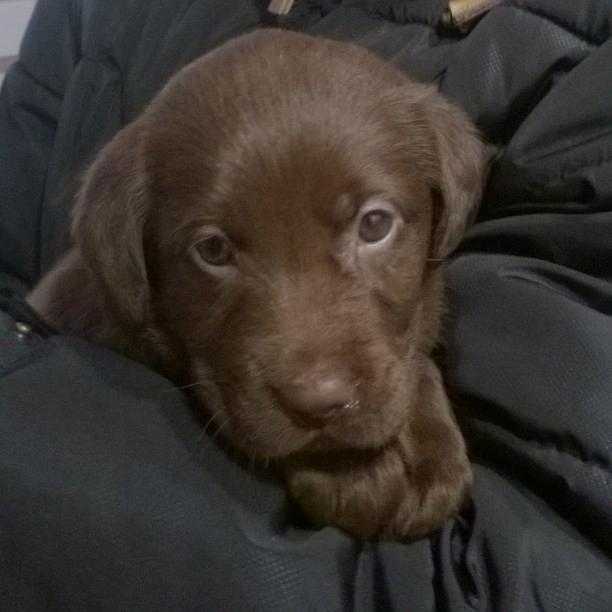 Labrador retriever Maddie billede 17