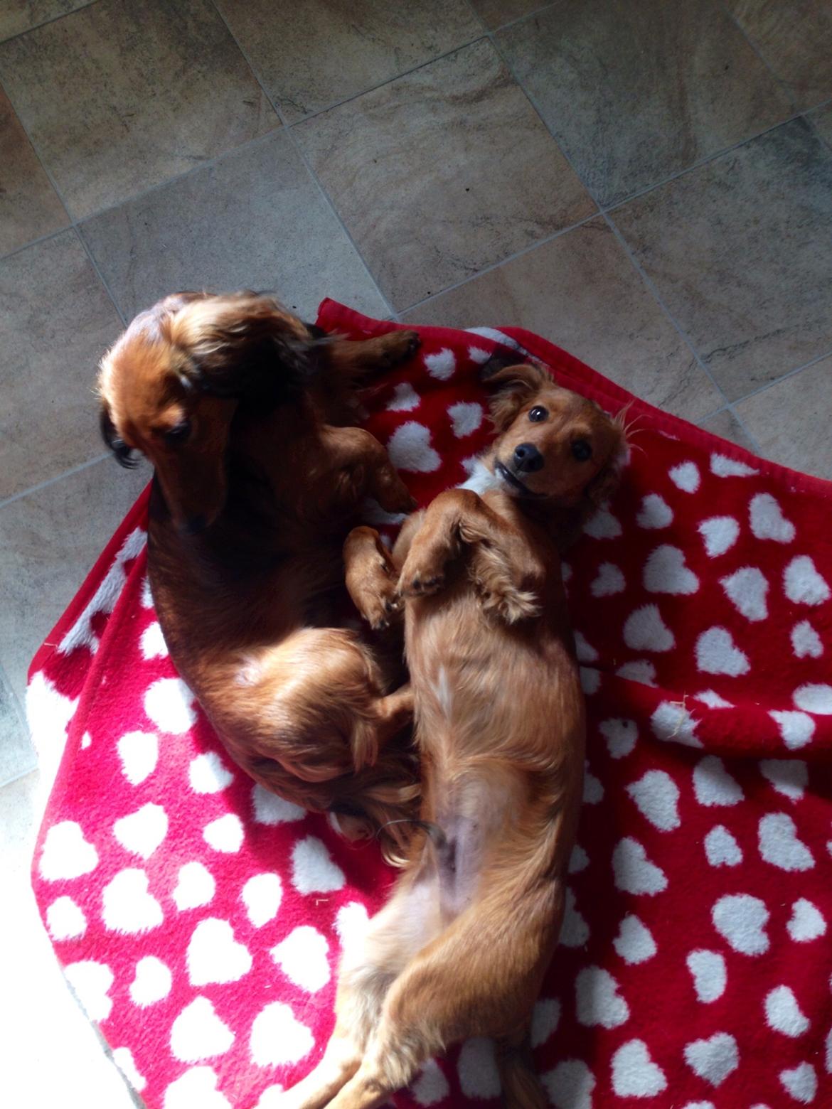 Dværggravhund Kalle - Far og søn billede 40