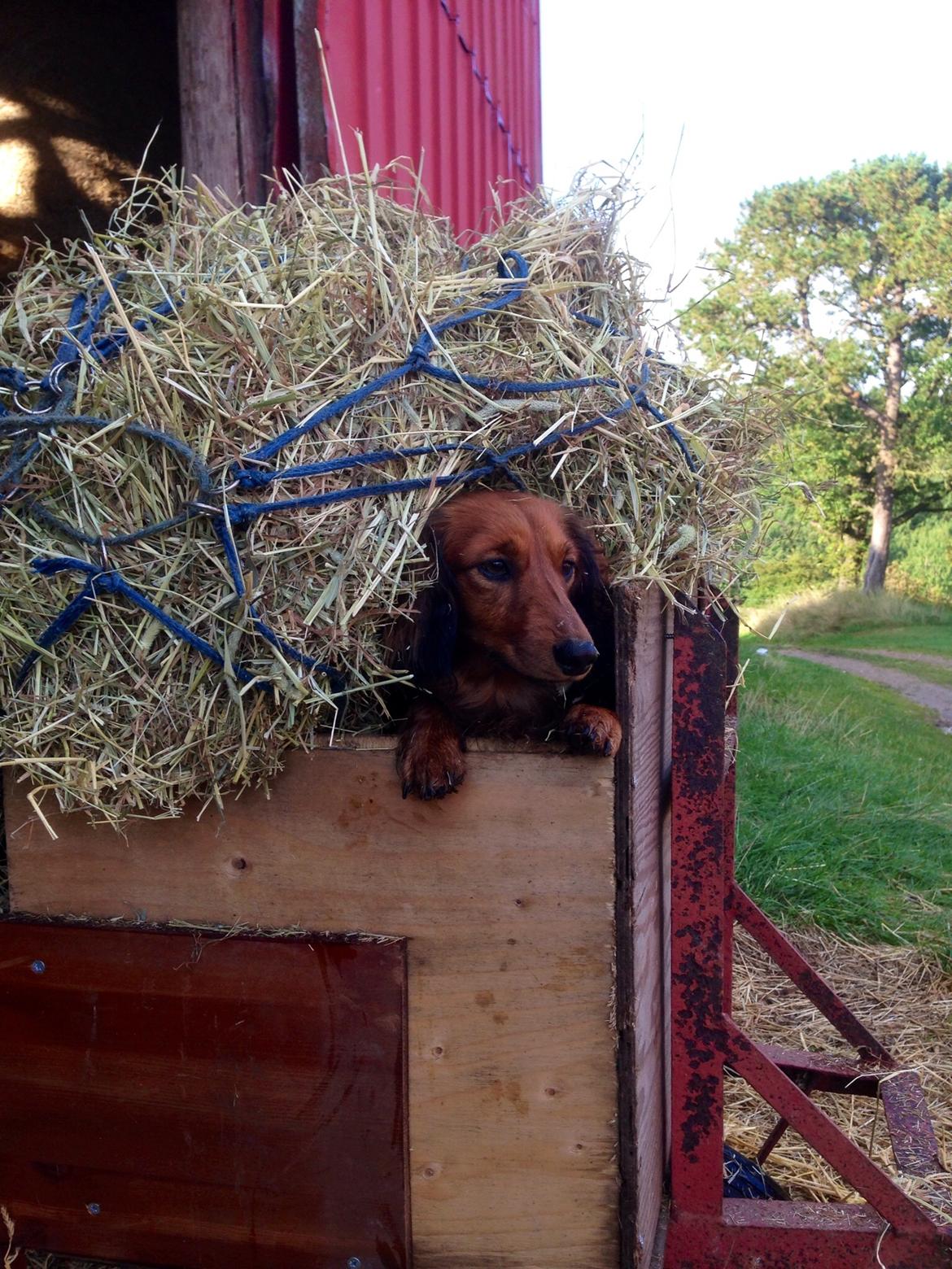 Dværggravhund Kalle billede 37