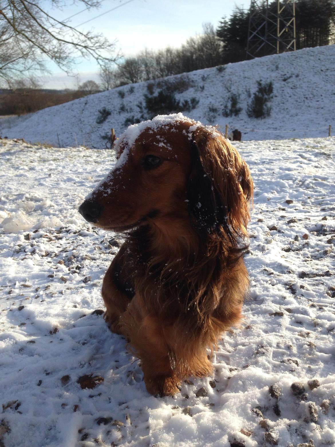 Dværggravhund Kalle billede 43