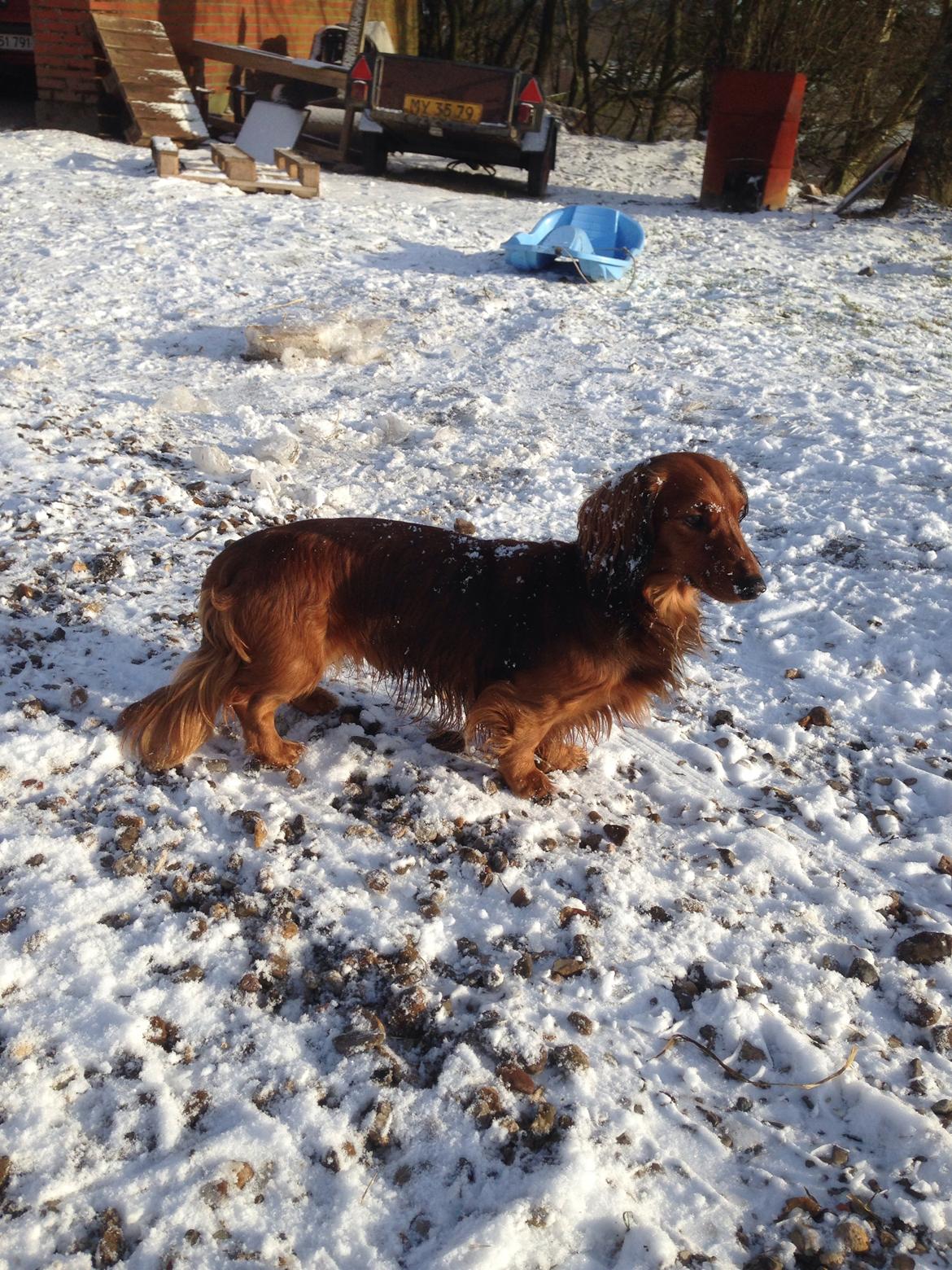 Dværggravhund Kalle billede 46