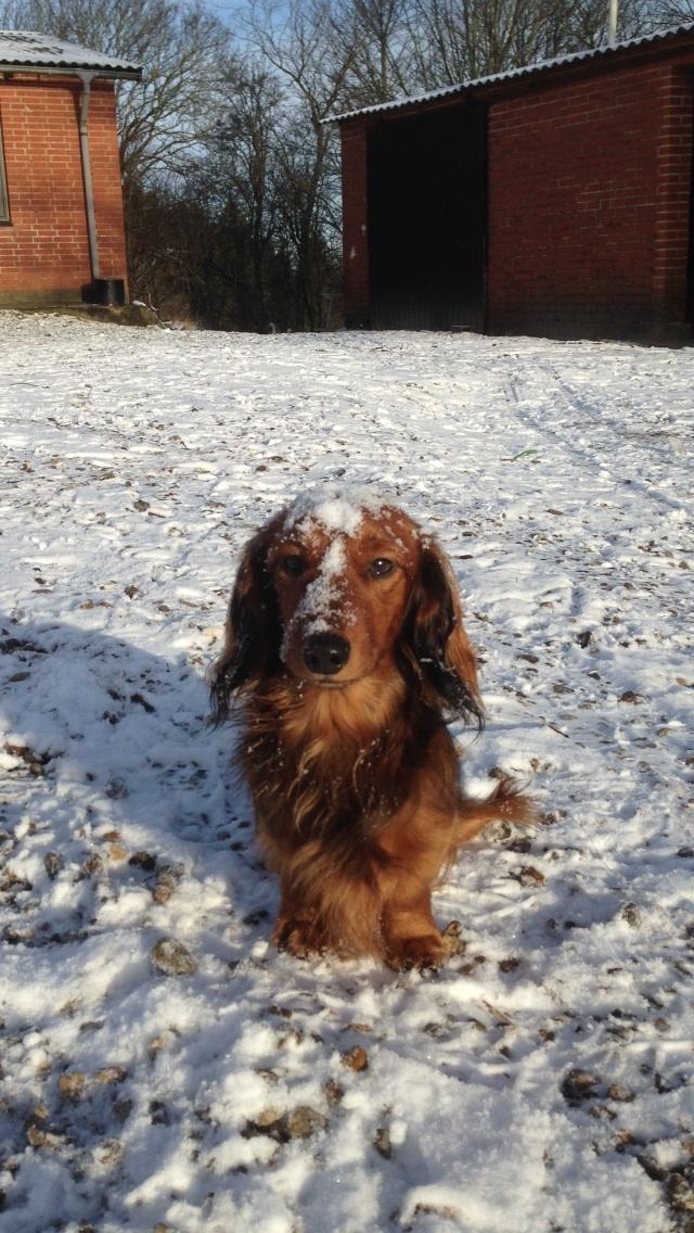 Dværggravhund Kalle billede 47