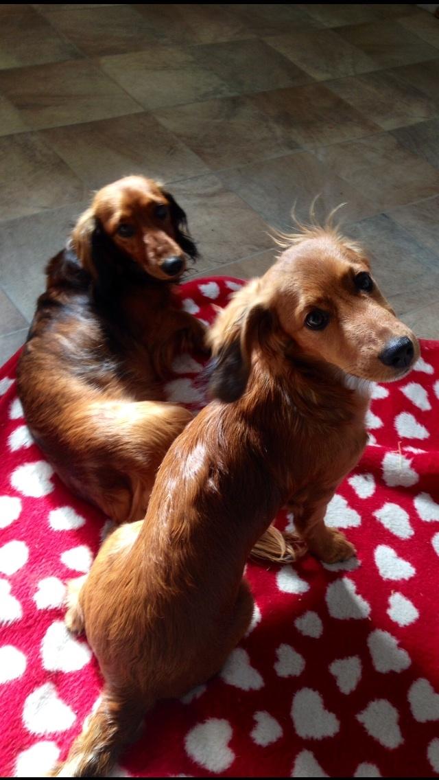 Dværggravhund Kalle - Far og søn billede 50