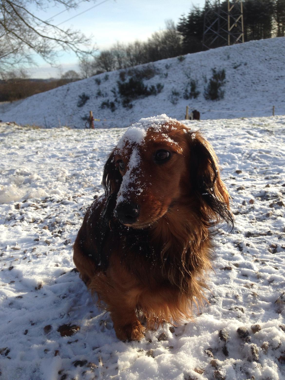 Dværggravhund Kalle billede 42