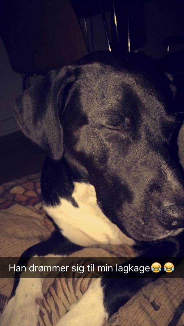 Blanding af racer Buffas billede 2