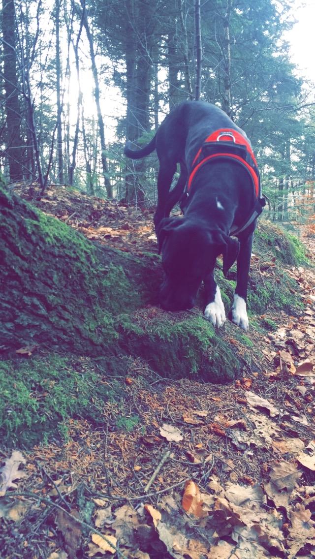 Blanding af racer Buffas billede 8