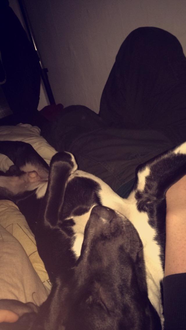 Blanding af racer Buffas billede 15