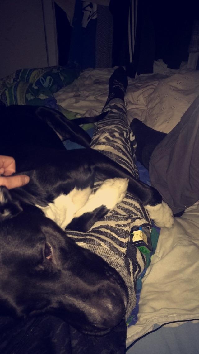 Blanding af racer Buffas billede 16