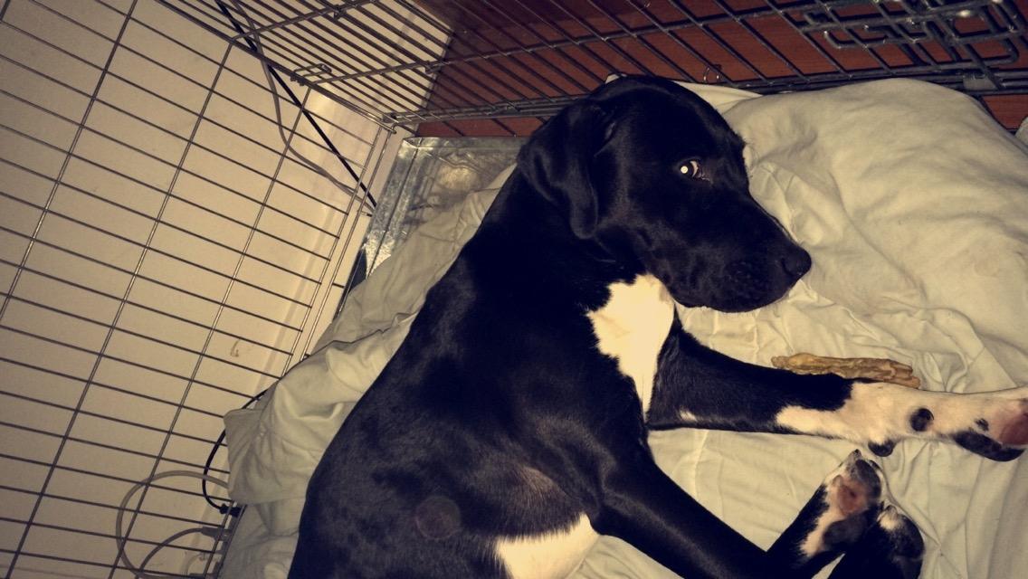 Blanding af racer Buffas billede 21