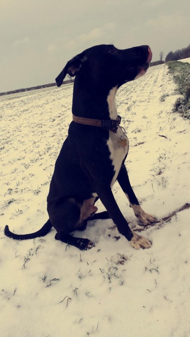 Blanding af racer Buffas billede 7