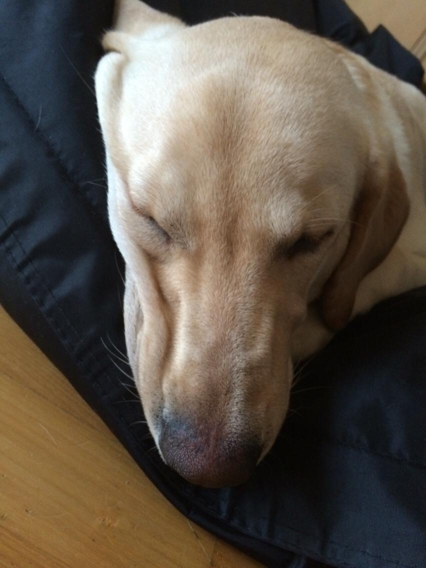 Labrador retriever Victor<3 - hvaaad sker der men ansiktet😛😟 billede 50