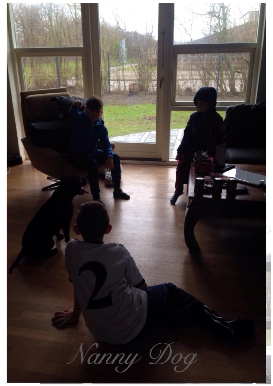 Staffordshire bull terrier Darko (Manne) - nanny dog 😂 billede 22