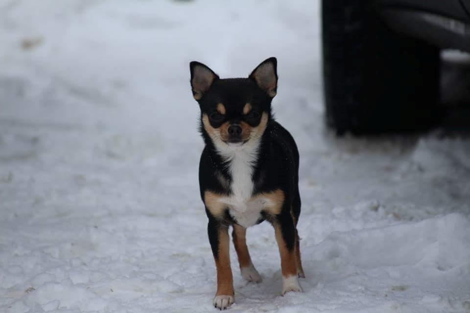 Chihuahua  holmbechs Just Viola (Viola) billede 2
