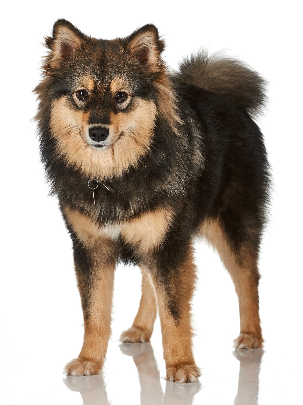 Finsk lapphund Silke  - Silke 8 mdr. billede 23