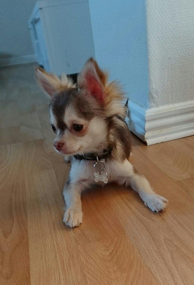 Chihuahua Bumle billede 1