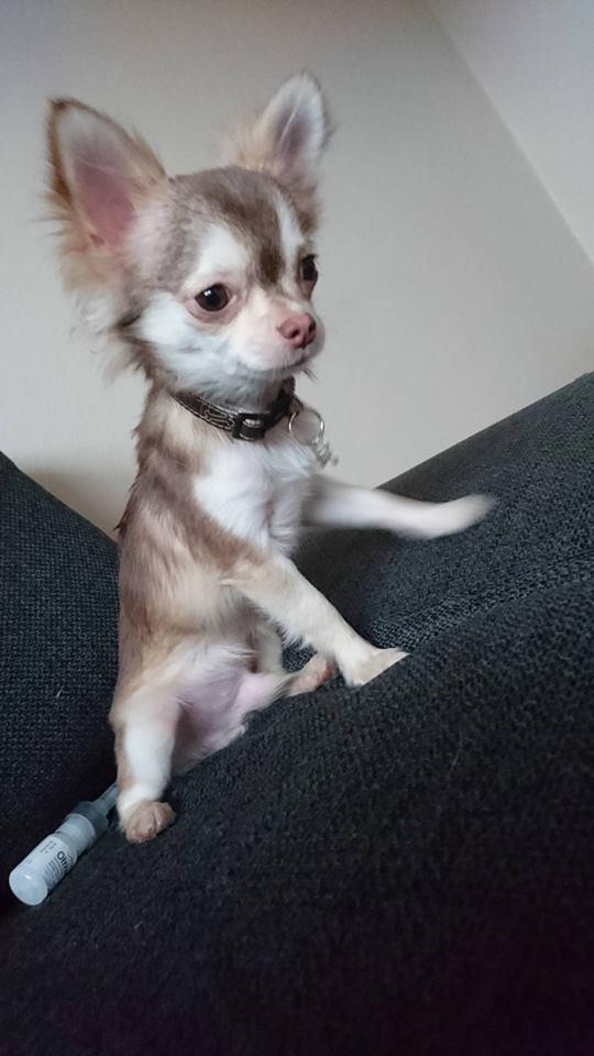 Chihuahua Bumle billede 3