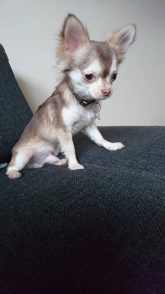 Chihuahua Bumle billede 2