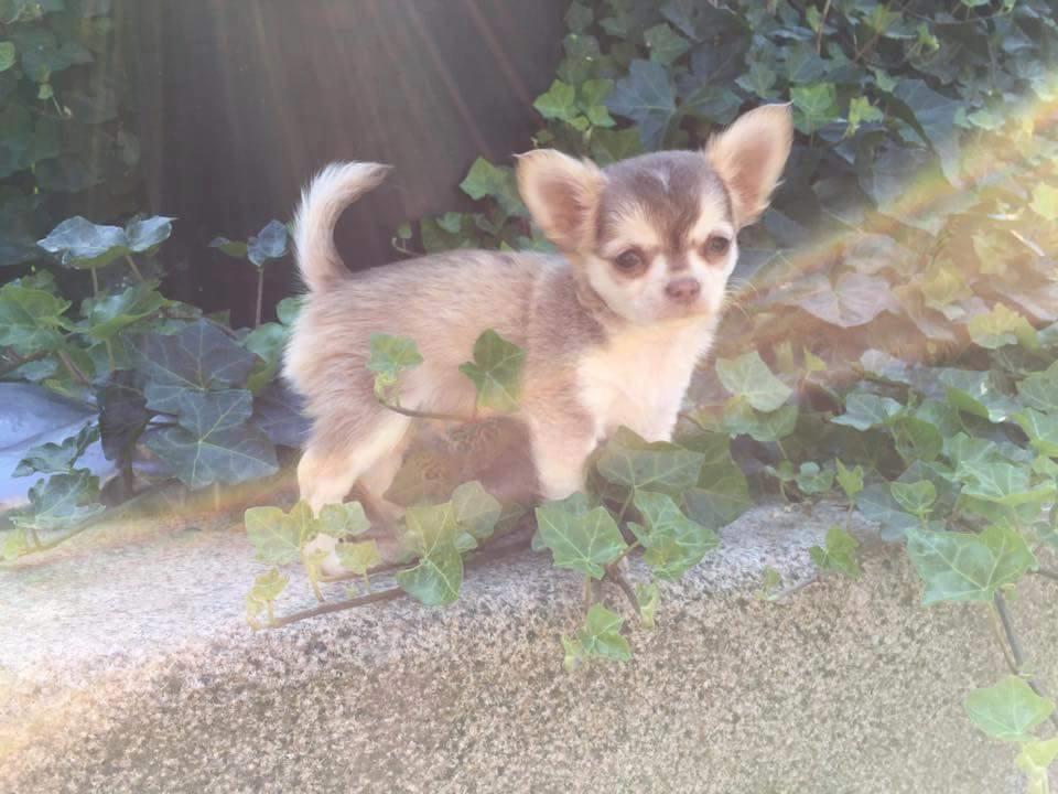 Chihuahua Bumle billede 7