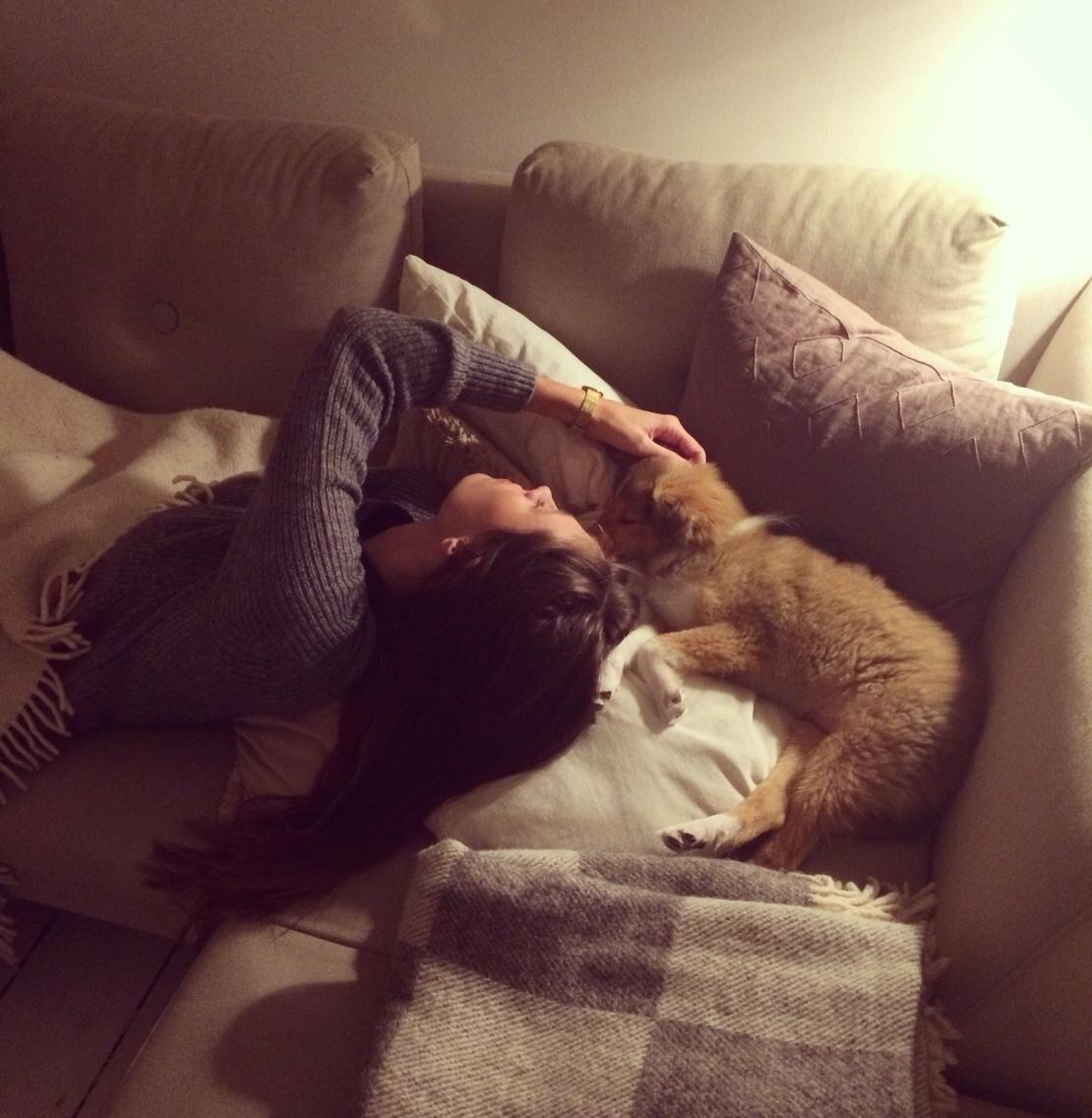 Shetland sheepdog Canto - <3 billede 19