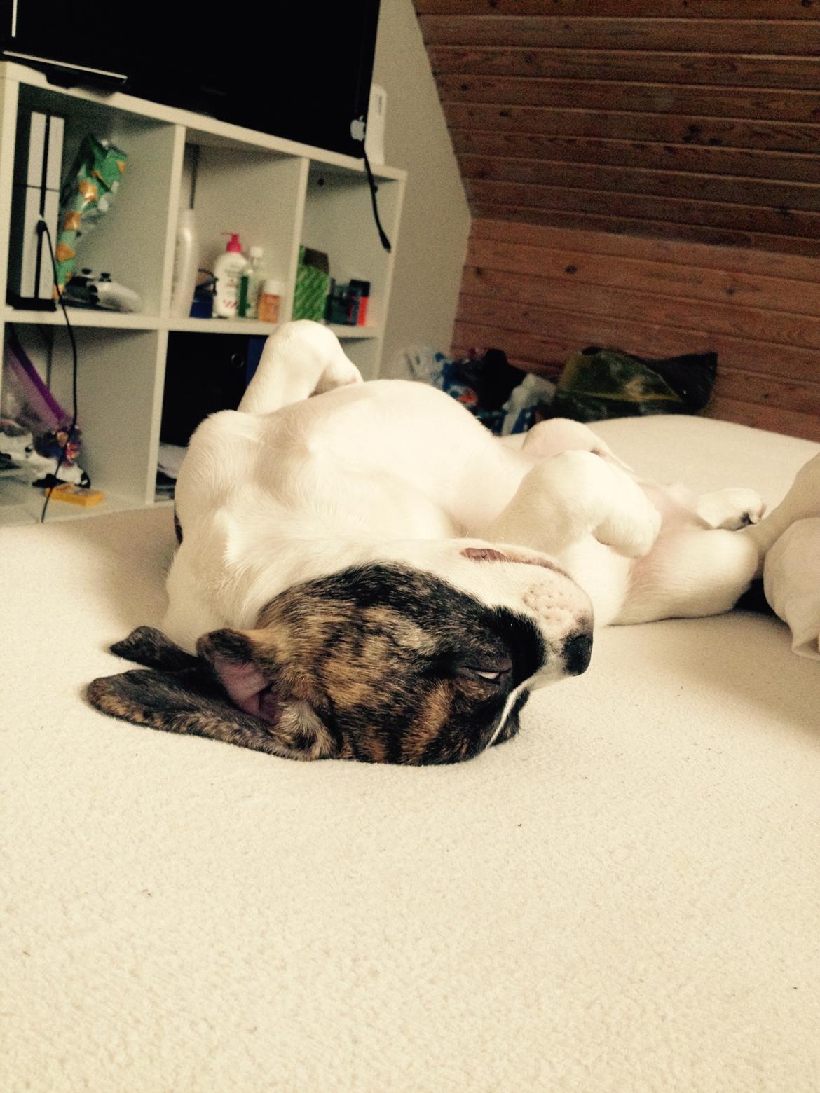 Blanding af racer Balou billede 2