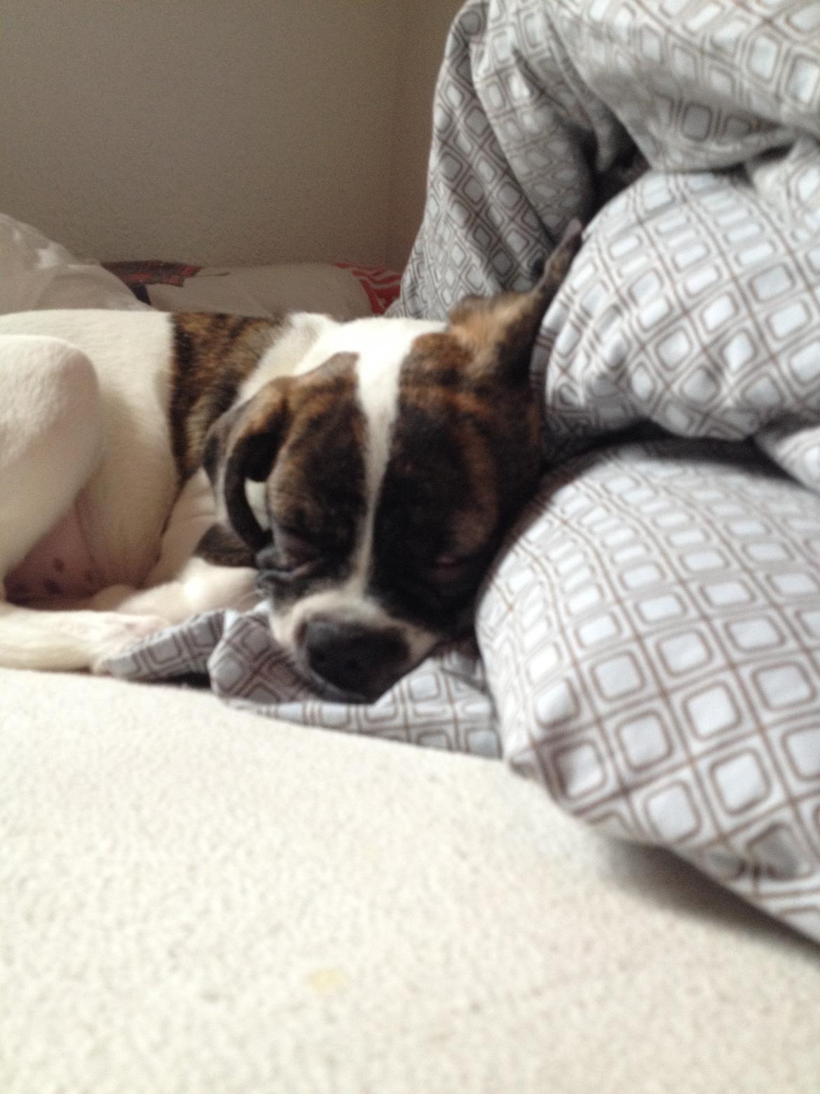 Blanding af racer Balou billede 3