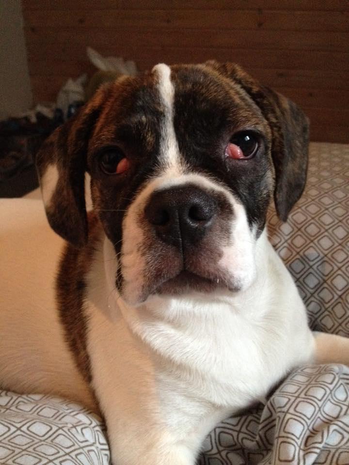 Blanding af racer Balou - Da han led af Cherry eyes, han blev opereret dagen efter dette billede. billede 9