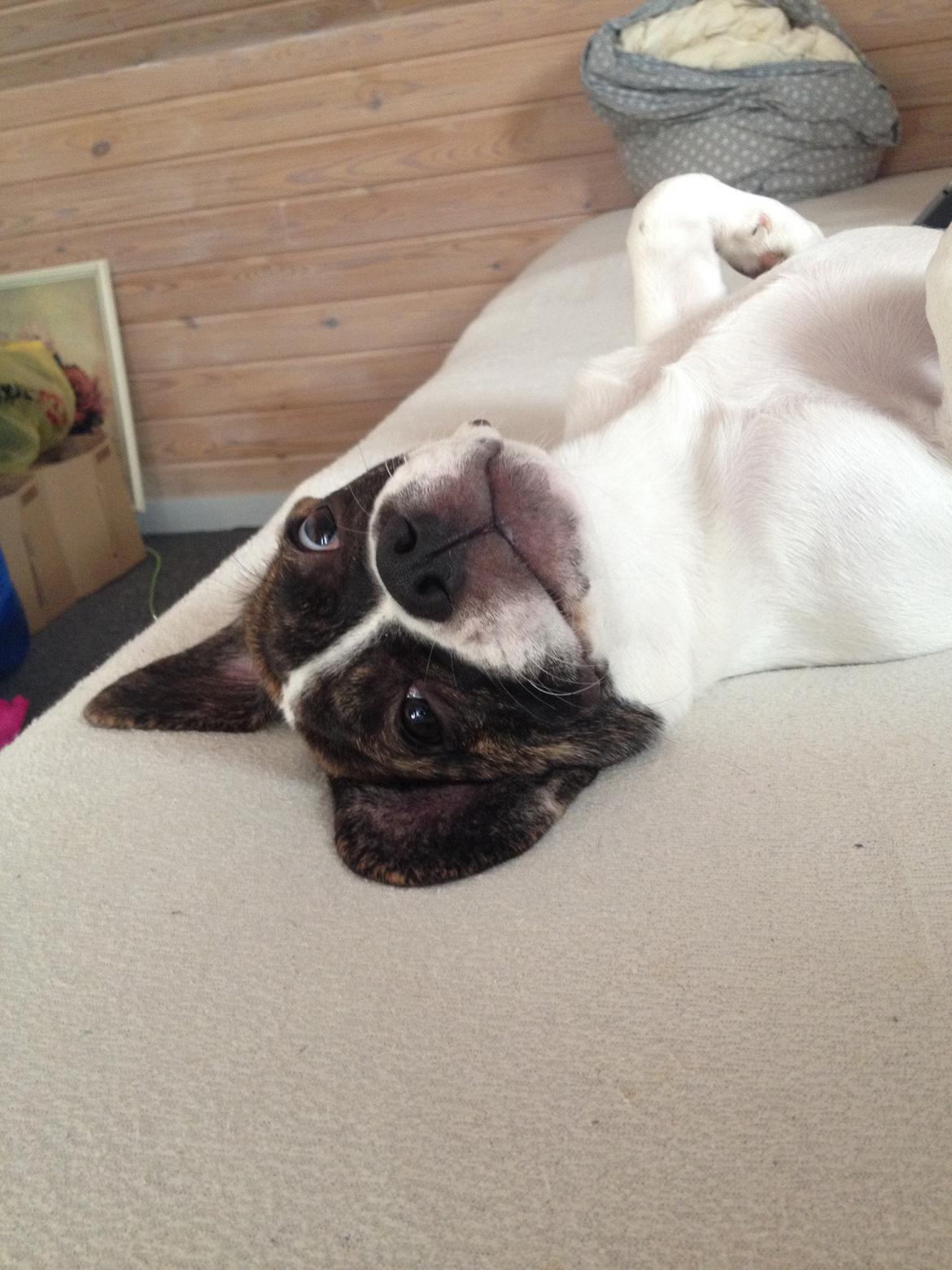 Blanding af racer Balou billede 11