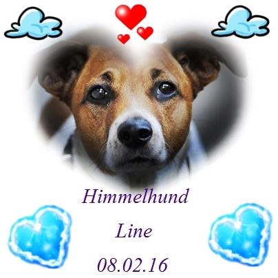 Dansk svensk gaardhund Line billede 1