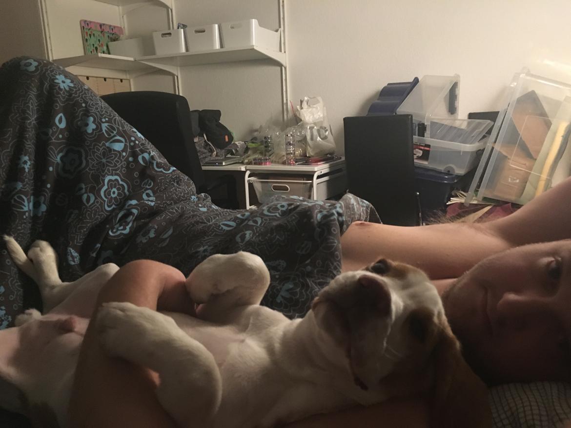 Beagle Marley billede 7