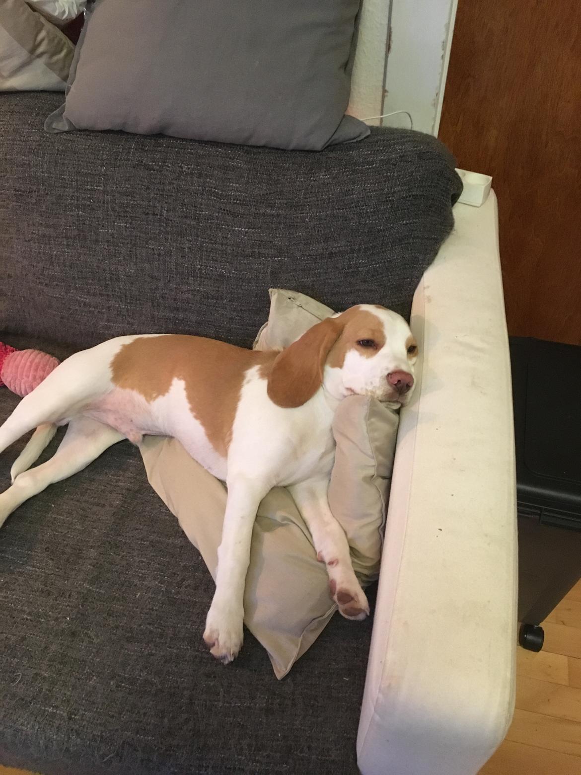 Beagle Marley billede 8